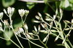 Ovateleaf Indian plantain